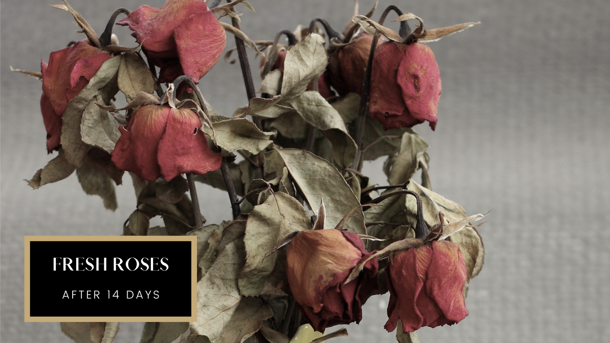 Real Roses That Last A Year | Eternal Flower® & Luxury Gifts – My ...